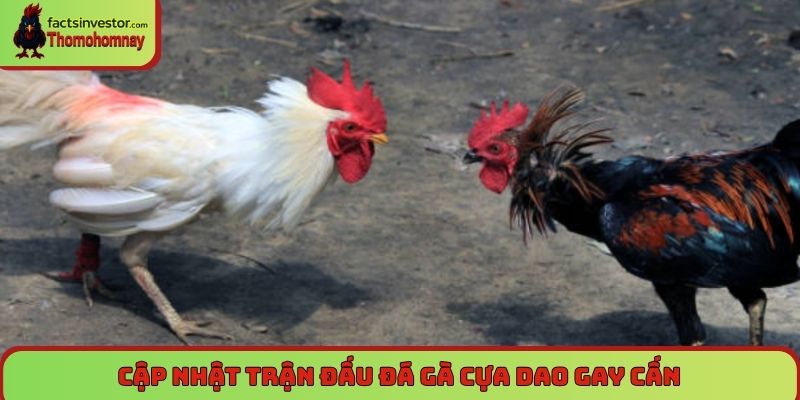 Cập nhật trận đấu đá gà cựa dao gay cấn