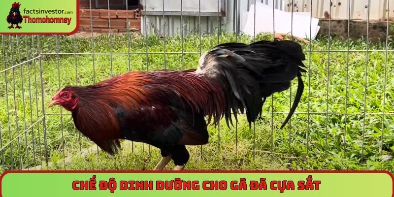 Nuôi gà đá cựa sắt khỏe mạnh, thành công trên đấu trường 6 Chế độ dinh dưỡng cho gà đá cựa sắt