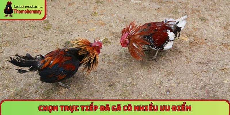 Chọn trực tiếp đá gà có nhiều ưu điểm