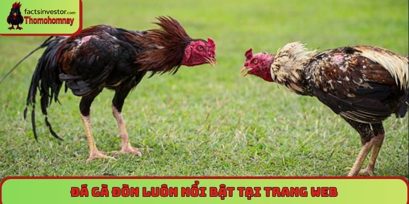 Đá gà đòn luôn nổi bật tại trang web