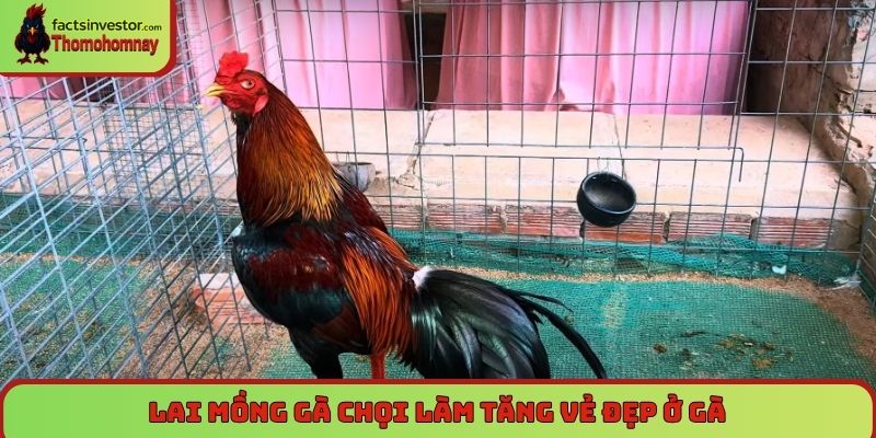Lai mồng gà chọi - cách tạo ra chiến kê độc đáo, mạnh mẽ 5 Lai mồng gà chọi làm tăng vẻ đẹp ở gà