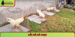 lối đá gà chọi