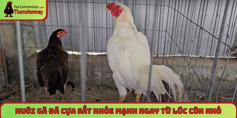 Nuôi gà đá cựa sắt khỏe mạnh, thành công trên đấu trường 5 Nuôi gà đá cựa sắt khỏe mạnh ngay từ lúc còn nhỏ