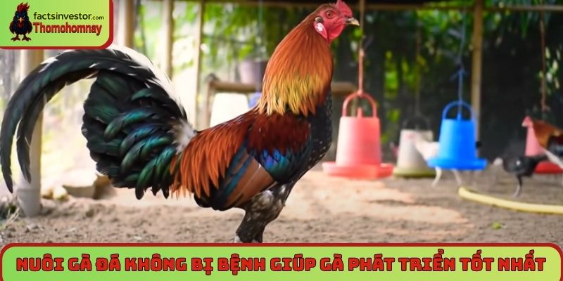Nuôi gà đá không bị bệnh giúp gà phát triển tốt nhất