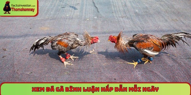 Xem đá gà bình luận hấp dẫn mỗi ngày