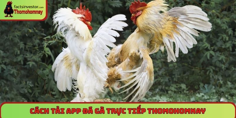 Cách tải app đá gà trực tiếp Thomohomnay