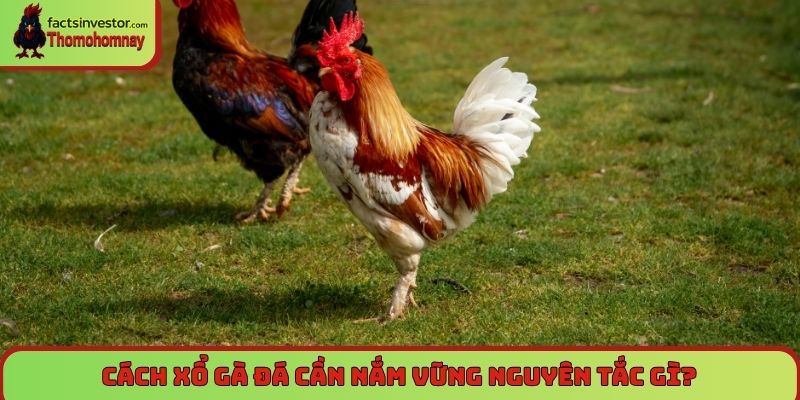 Cách xổ gà đá đúng cách đảm bảo gà không bị hụt hơi 5 Cách xổ gà đá cần nắm vững nguyên tắc gì?