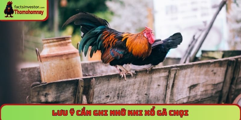 Cách xổ gà đá đúng cách đảm bảo gà không bị hụt hơi 7 Lưu ý cần ghi nhớ khi xổ gà chọi