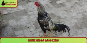 Nuôi gà đá làm giàu