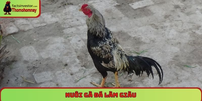 Nuôi gà đá làm giàu