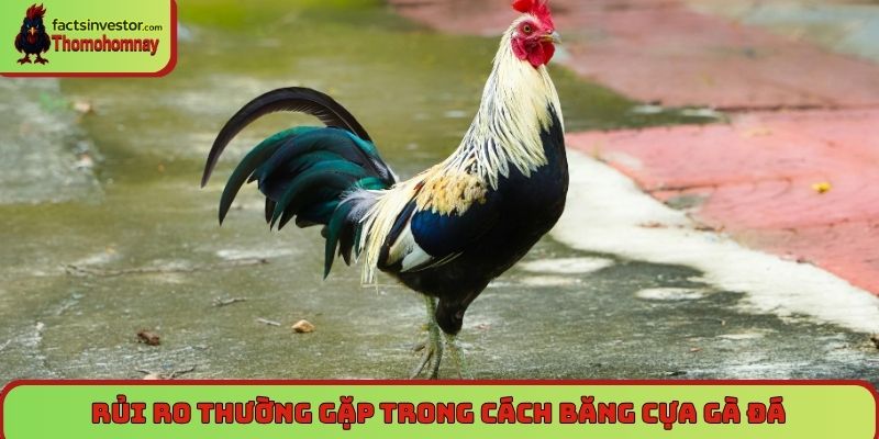 Rủi ro thường gặp trong cách băng cựa gà đá